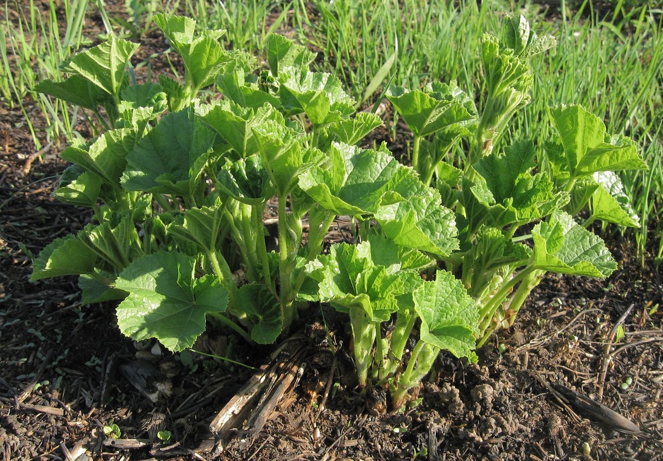 Image of Malva thuringiaca specimen.