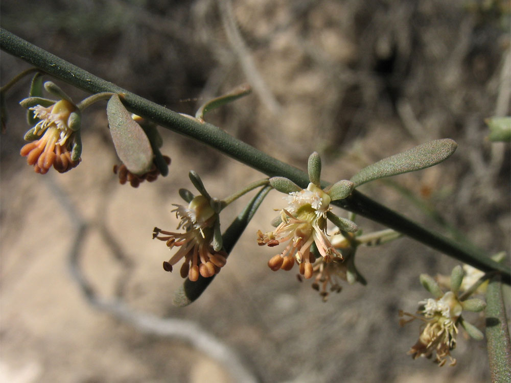 Image of Reseda scoparia specimen.