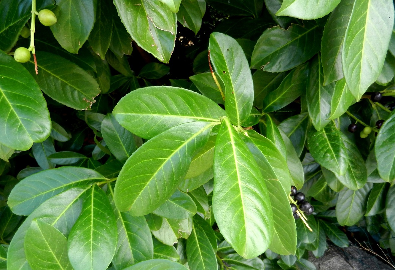 Image of Lauro-cerasus officinalis specimen.