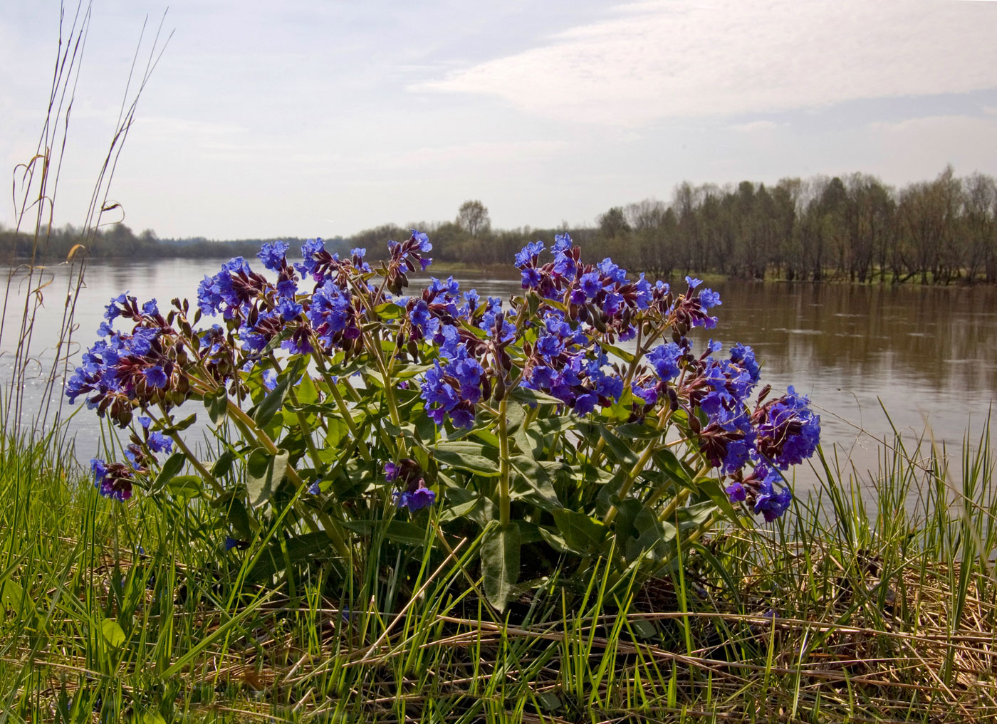 Изображение особи Pulmonaria mollis.