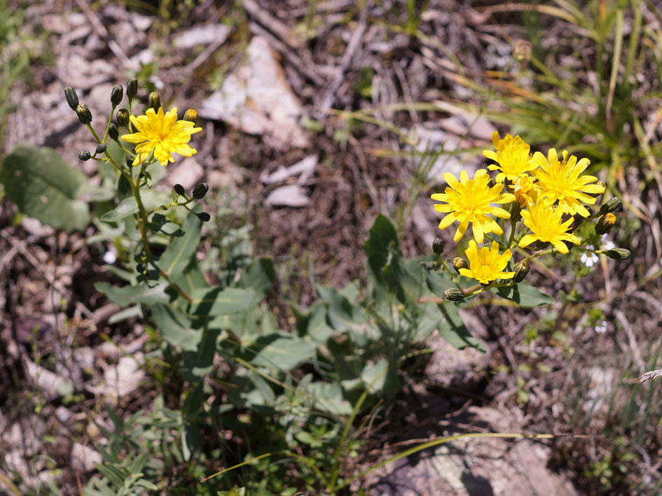 Image of Hieracium virosum specimen.