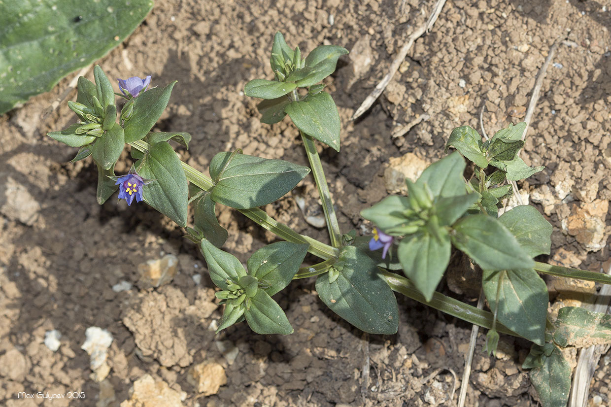 Изображение особи Anagallis arvensis.