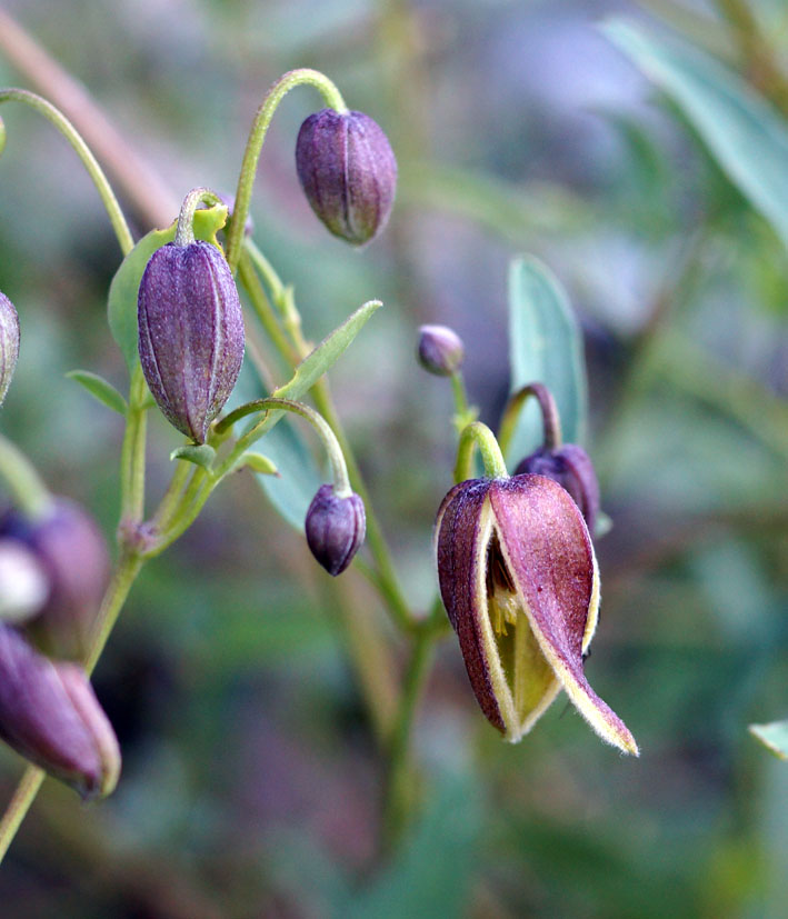 Изображение особи Clematis orientalis.