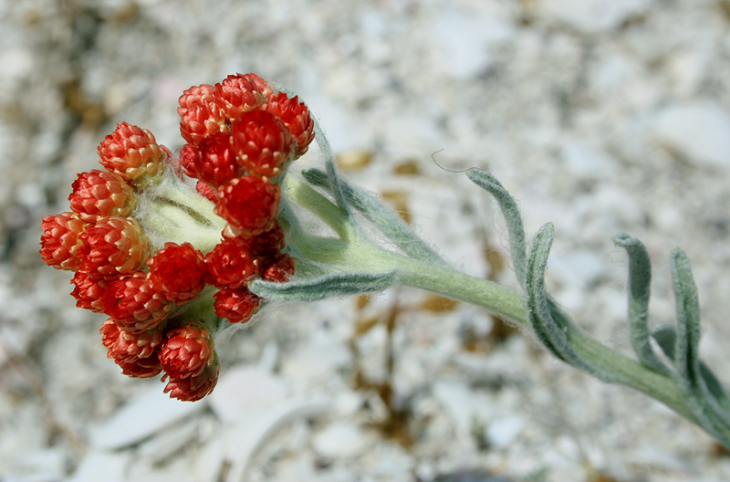 Image of Helichrysum tenderiense specimen.