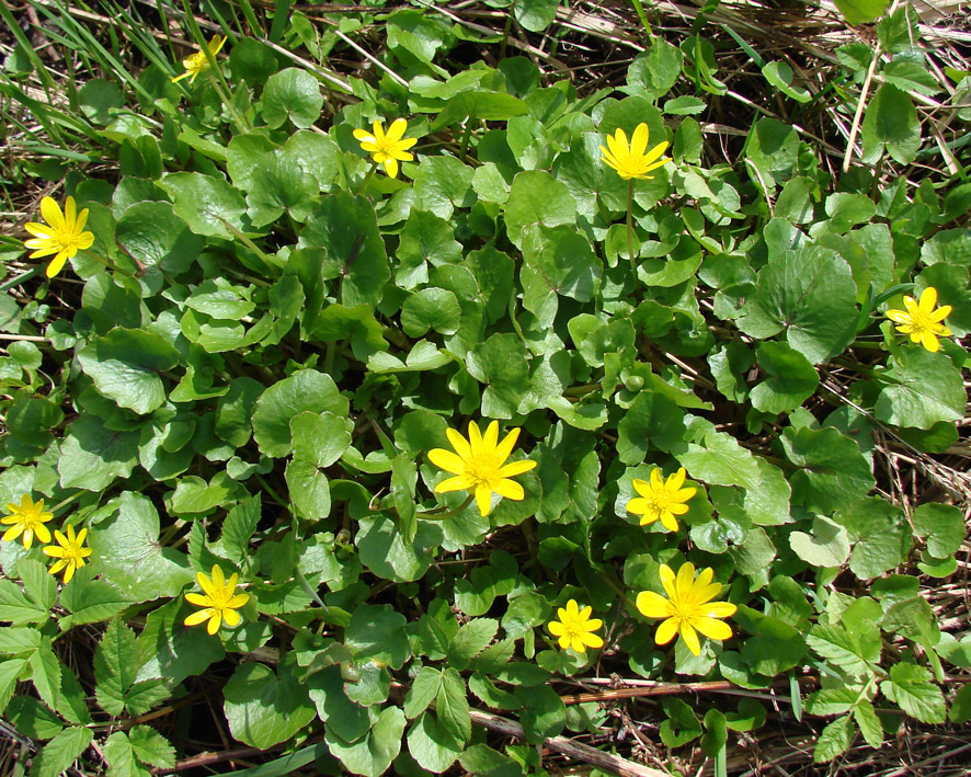 Image of Ficaria verna specimen.