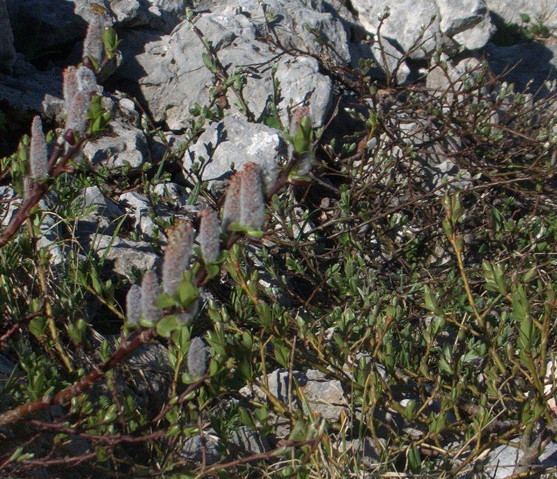 Image of Salix caucasica specimen.