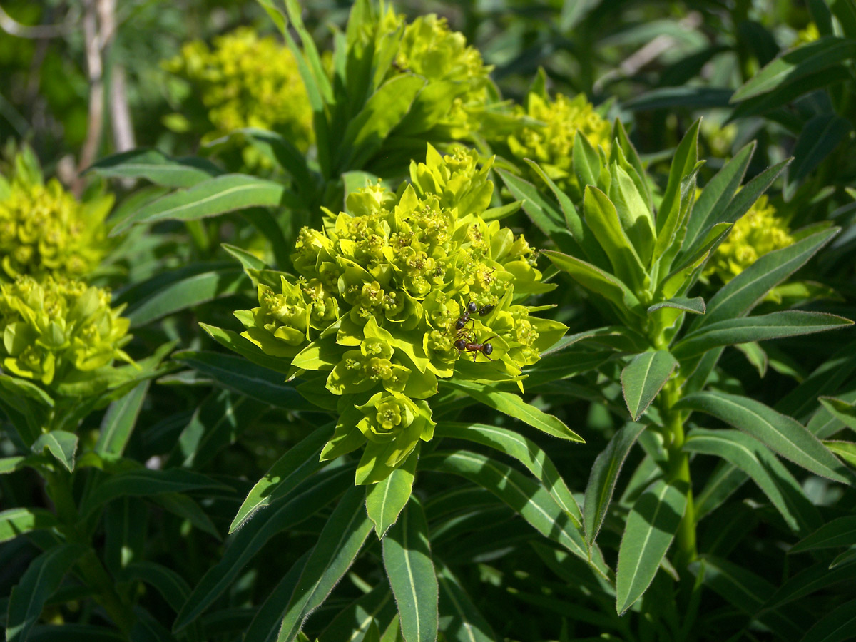 Image of Euphorbia semivillosa specimen.