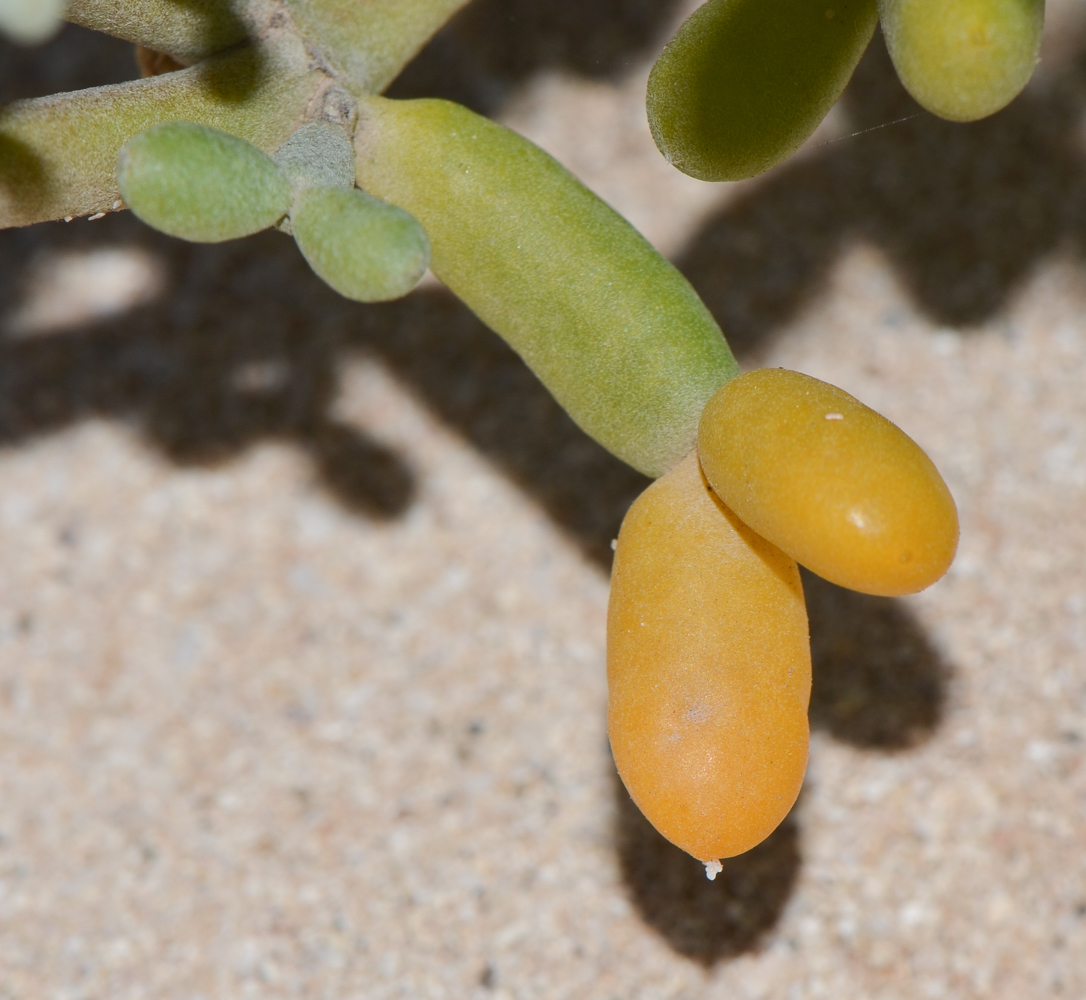 Image of Tetraena fontanesii specimen.