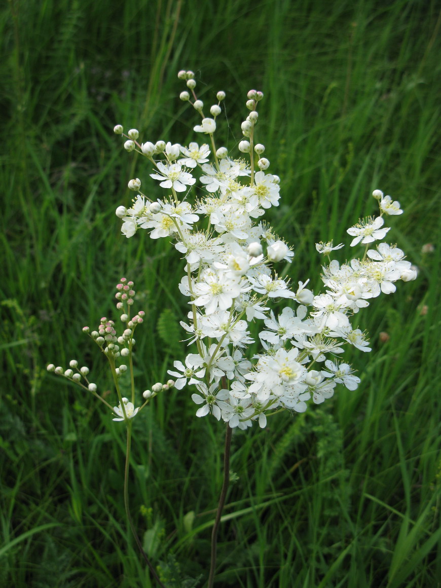 Image of Filipendula vulgaris specimen.