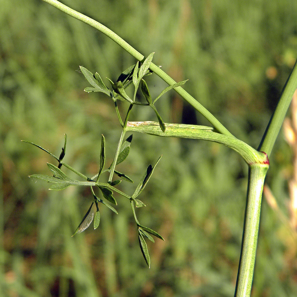 Изображение особи Peucedanum oreoselinum.