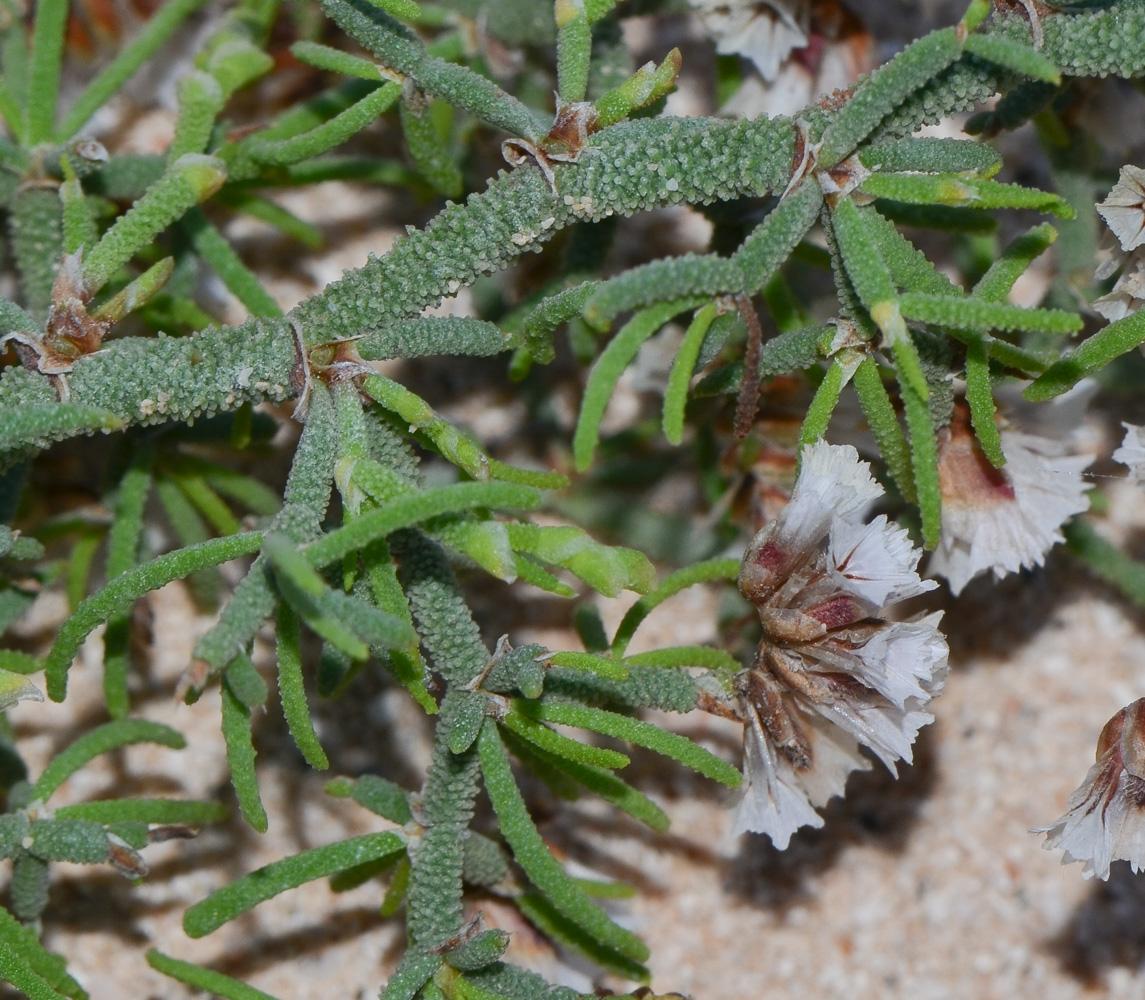 Изображение особи Limonium papillatum.