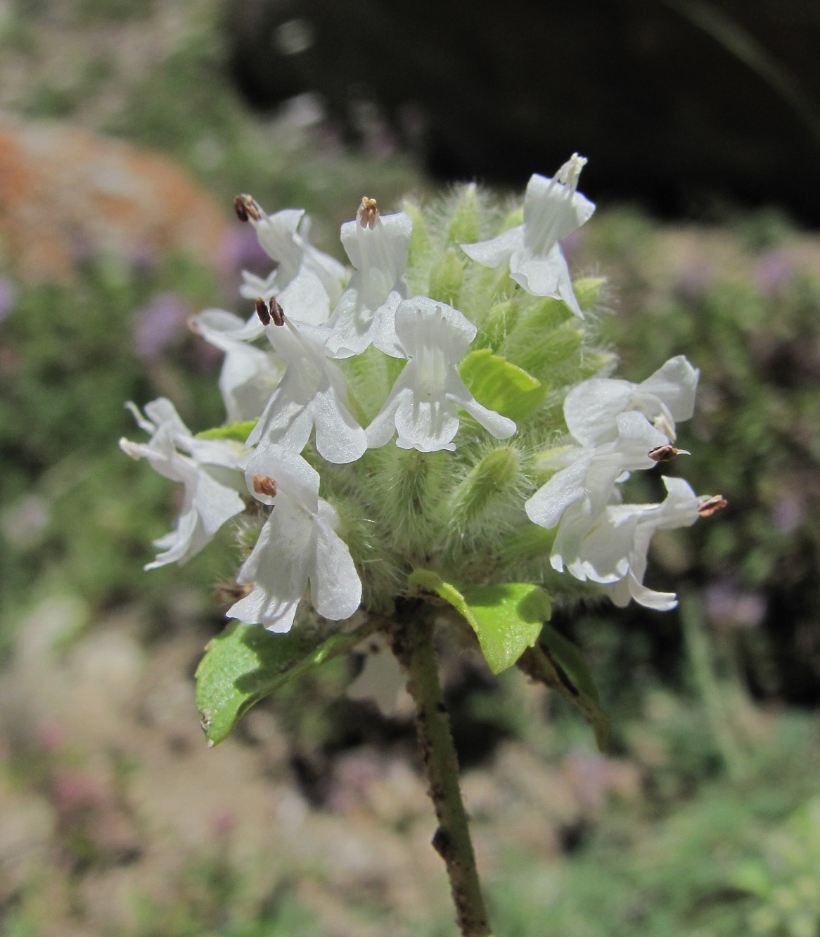 Изображение особи Ziziphora puschkinii.