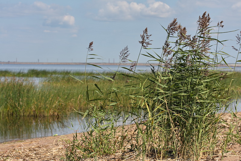 Image of Phragmites australis specimen.