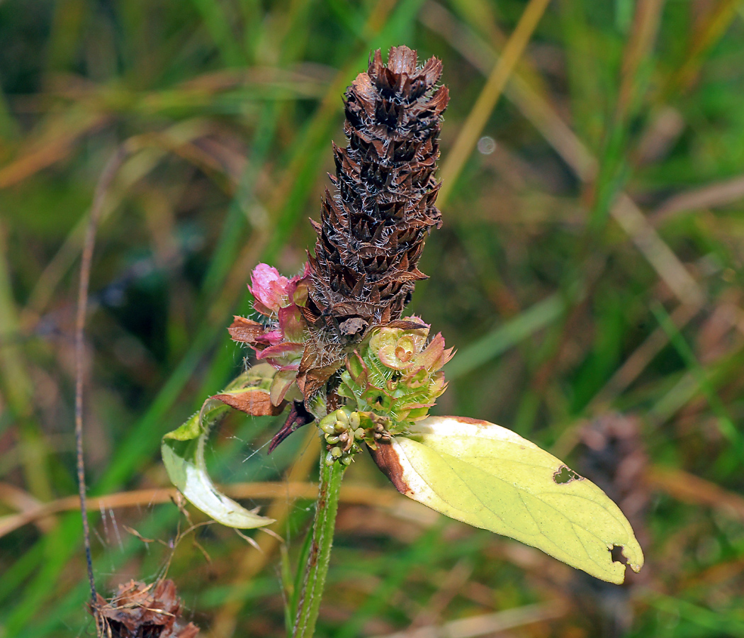 Image of Prunella vulgaris specimen.