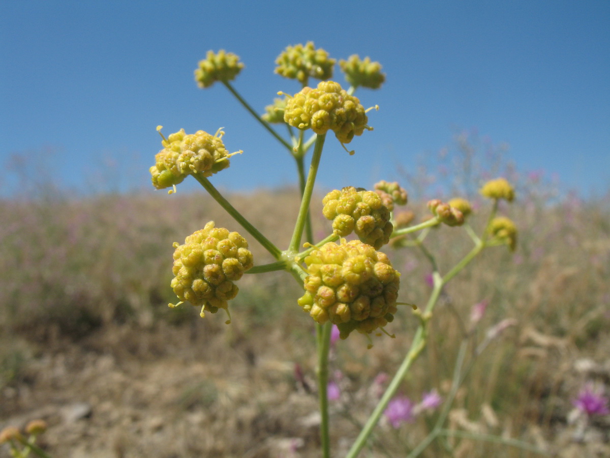 Image of Seseli sessiliflorum specimen.