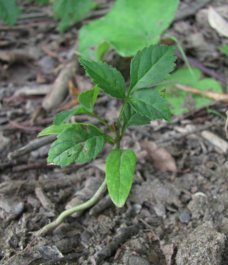 Image of genus Fraxinus specimen.