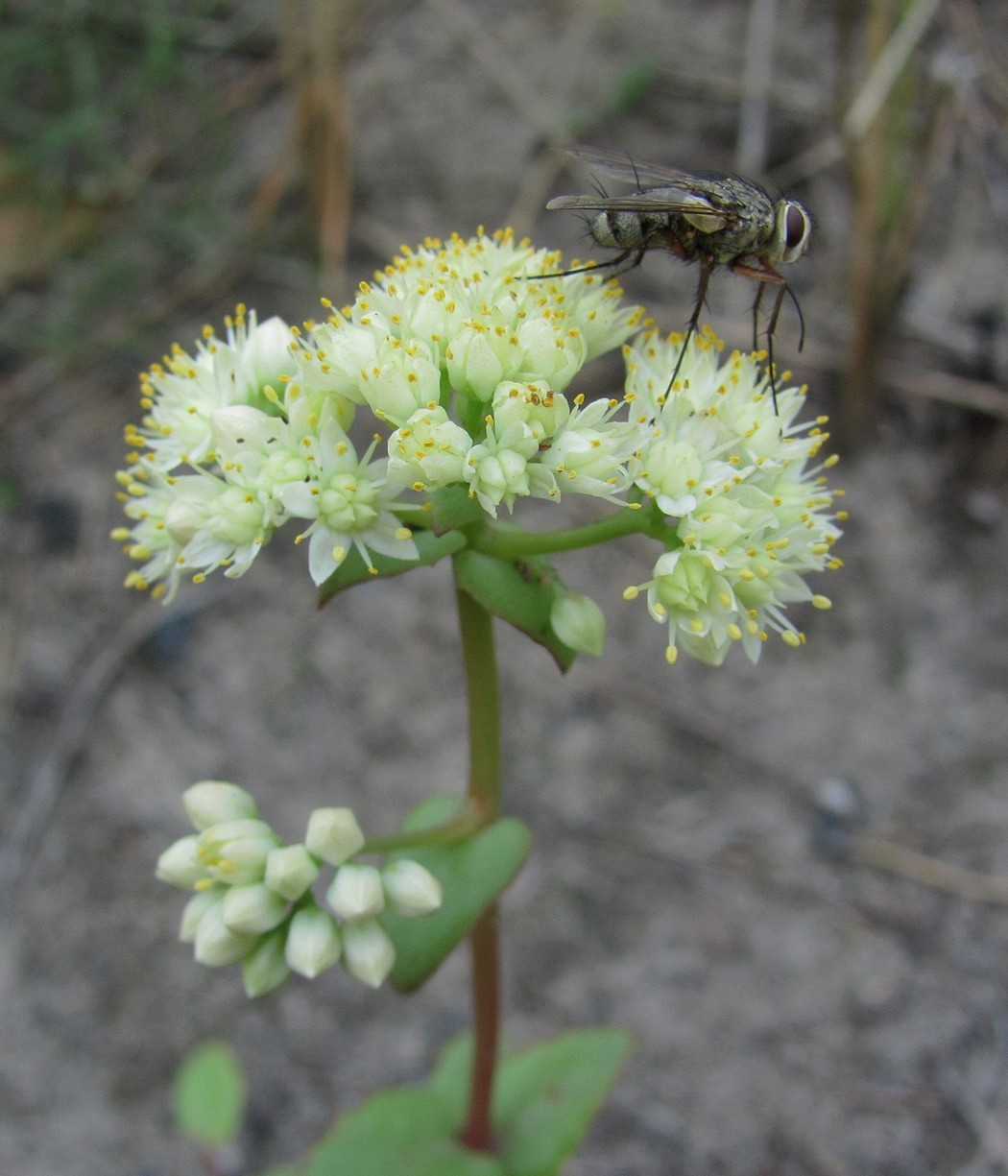 Изображение особи Hylotelephium stepposum.