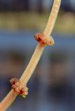 Myriophyllum spicatum. Часть соцветия с женскими цветками. Республика Адыгея, г. Майкоп, южная окраина города, пруд Низпоташный. 17.09.2016.