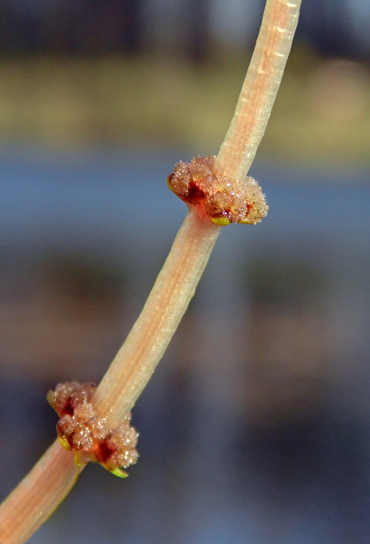 Image of Myriophyllum spicatum specimen.