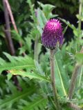 Cirsium maackii. Верхушка побега с соцветием. Приморский край, о. Русский, обочина дороги в дубовом лесу. 01.08.2016.