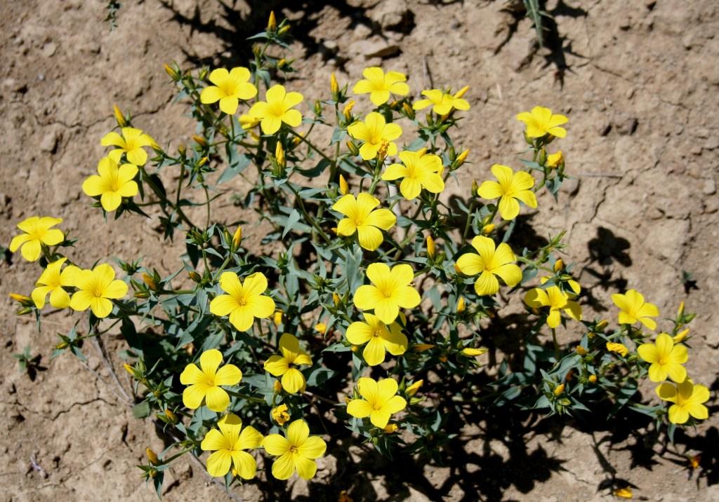 Image of Linum alexeenkoanum specimen.