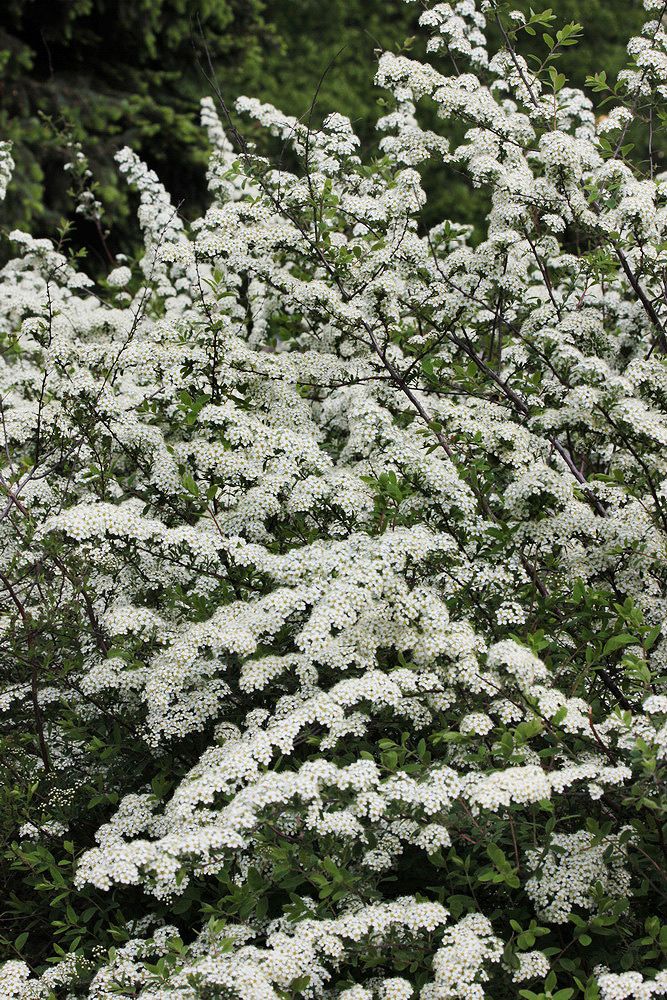 Image of Spiraea &times; cinerea specimen.