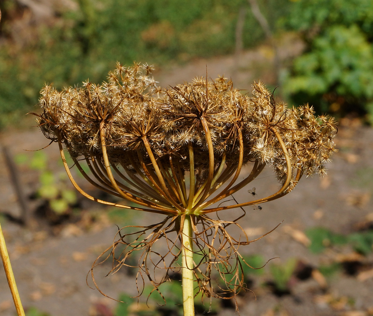 Image of Daucus sativus specimen.