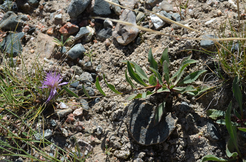 Image of Klasea procumbens specimen.