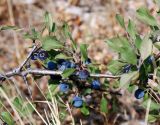 Prunus stepposa. Часть ветви с плодами. Крым, гора Южная Демерджи, сухой склон. 10.08.2007.