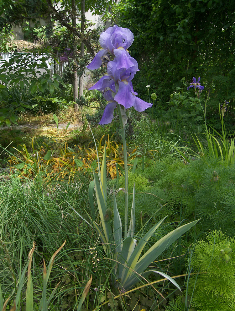 Image of Iris pallida specimen.