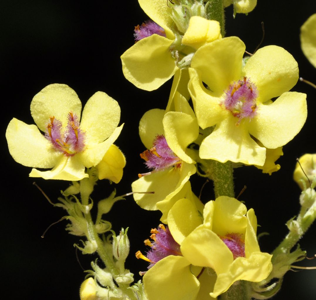 Image of Verbascum nigrum specimen.