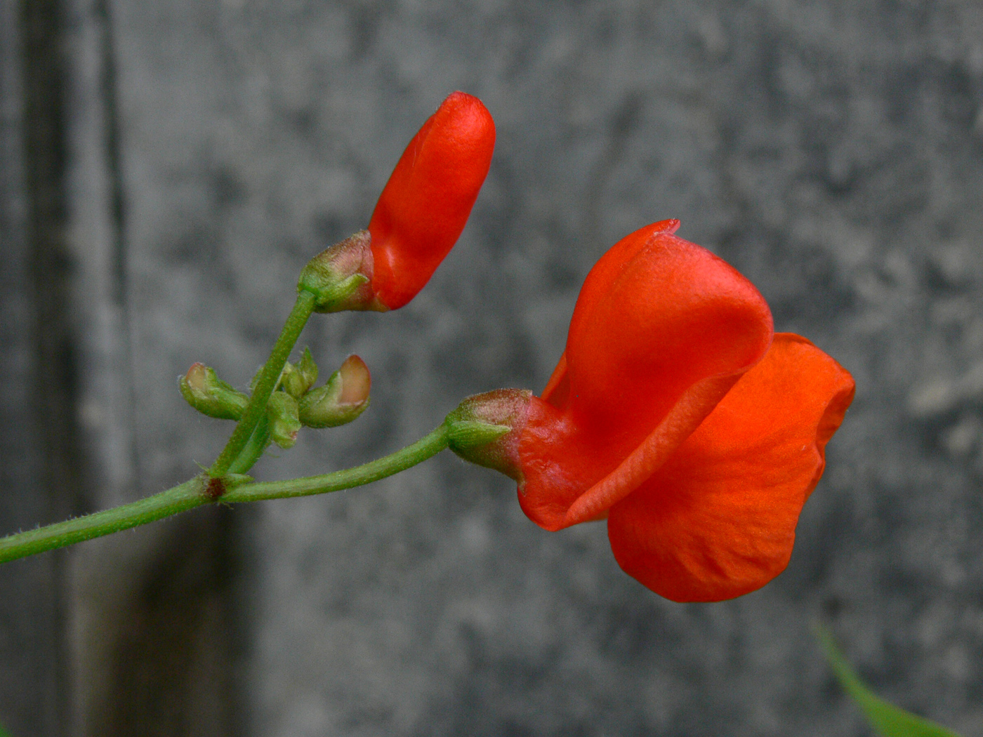 Изображение особи Phaseolus coccineus.