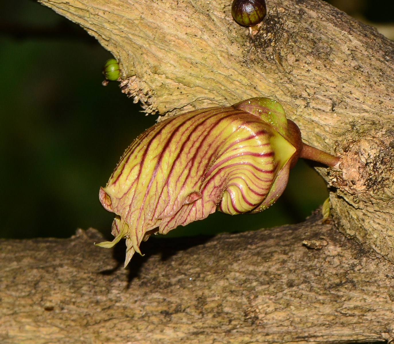 Image of Crescentia alata specimen.