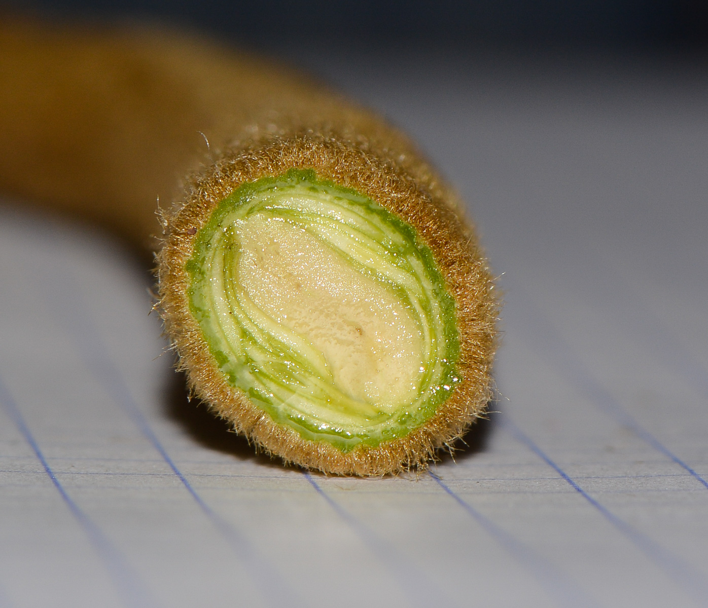 Image of Handroanthus chrysanthus specimen.