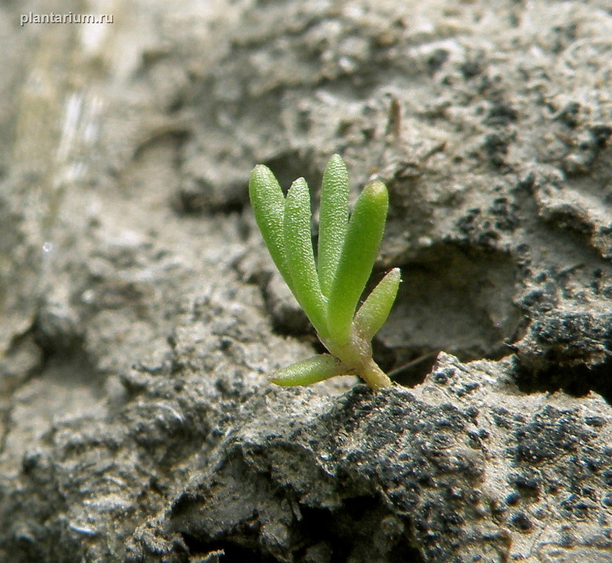 Image of Spergularia marina specimen.