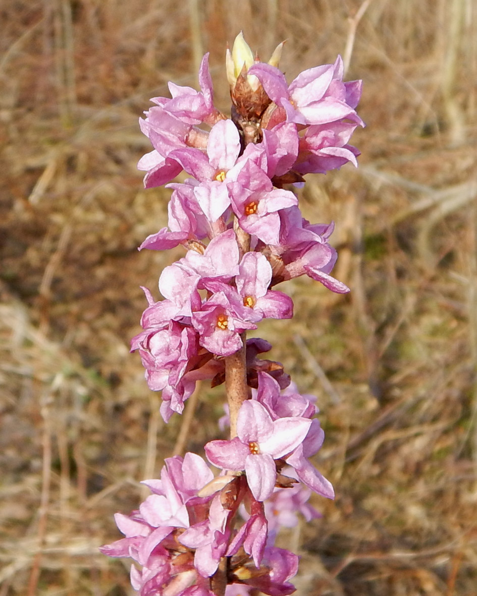 Image of Daphne mezereum specimen.