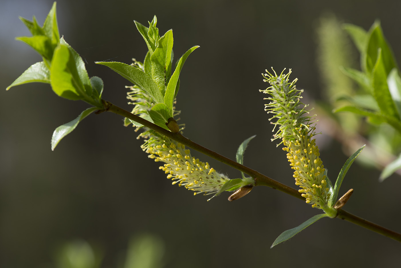 Image of Salix myrsinifolia specimen.