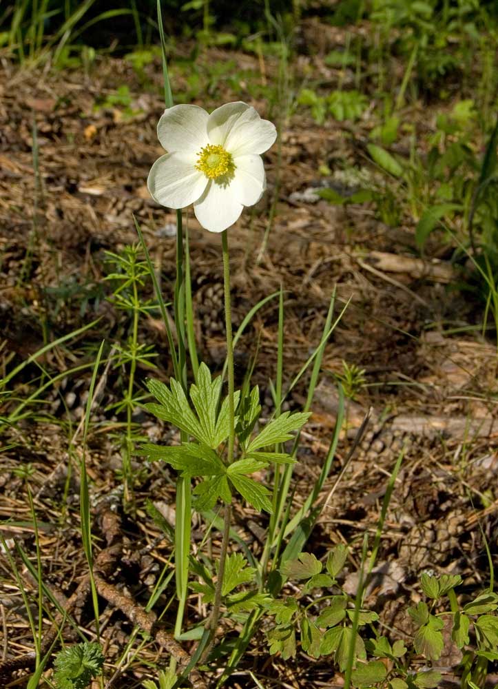 Image of Anemone sylvestris specimen.