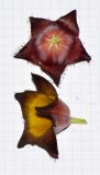 Desmidorchis speciosa. Цветки. Израиль, впадина Мёртвого моря, киббуц Эйн-Геди. 25.04.2017.