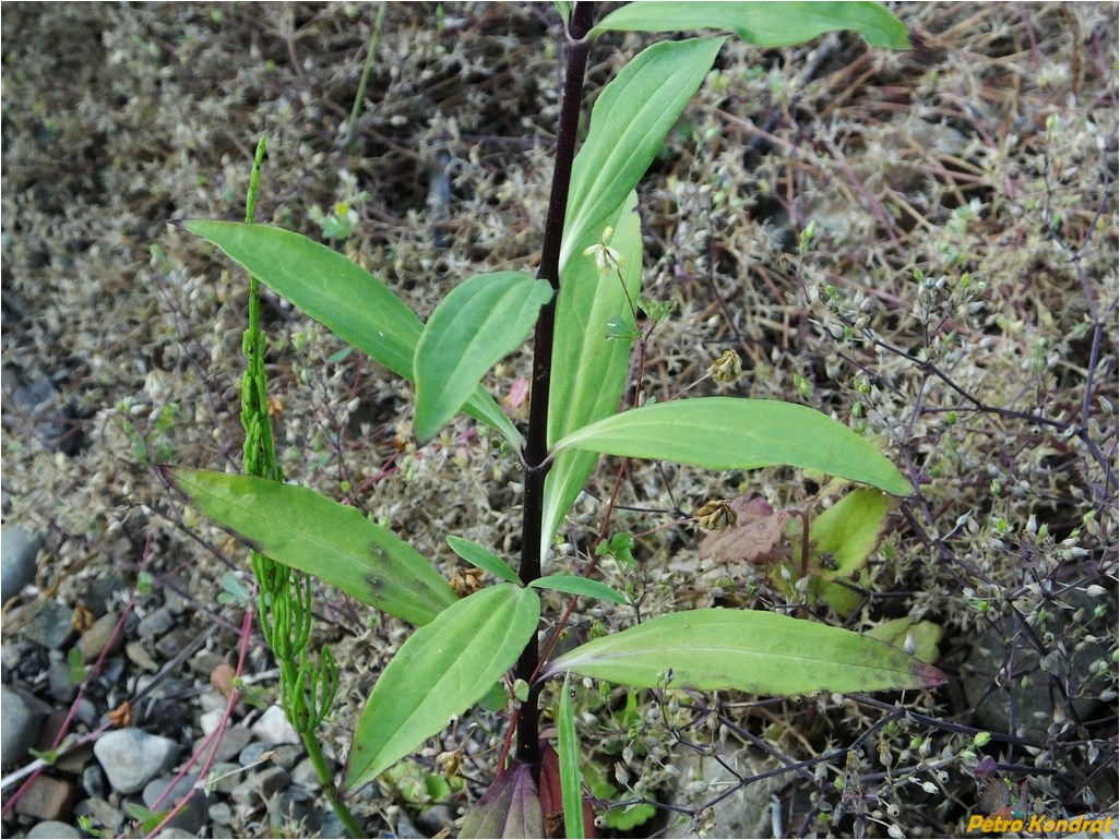 Image of Saponaria officinalis specimen.