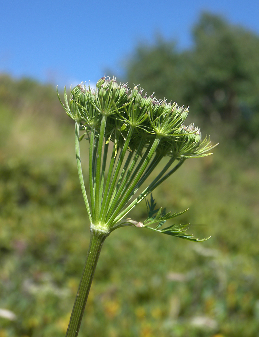 Image of Seseli saxicola specimen.