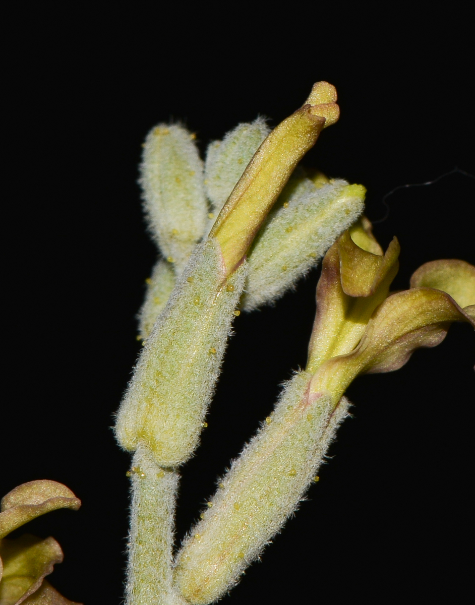 Image of Matthiola arabica specimen.