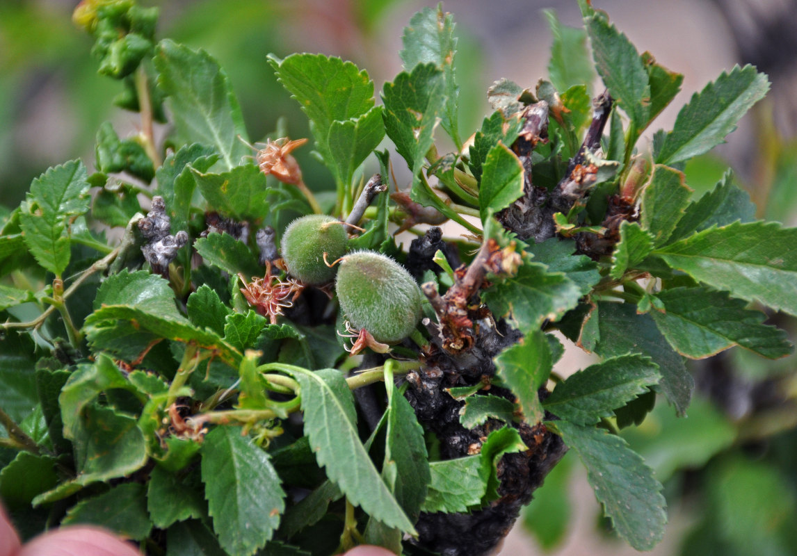 Изображение особи Amygdalus pedunculata.