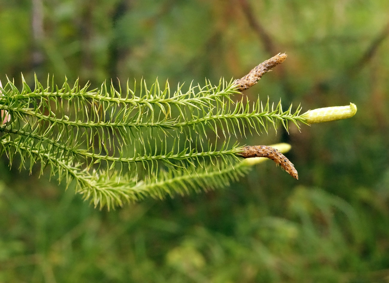 Image of Lycopodium annotinum specimen.