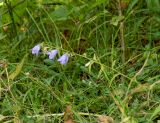 Campanula hohenackeri