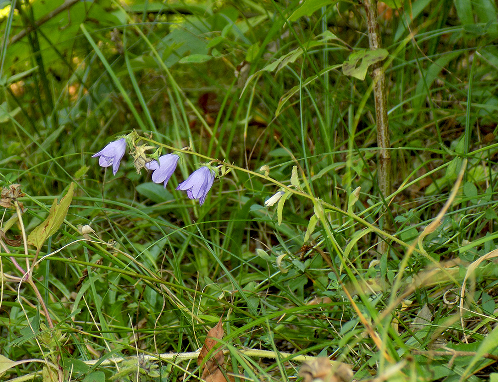 Image of Campanula hohenackeri specimen.