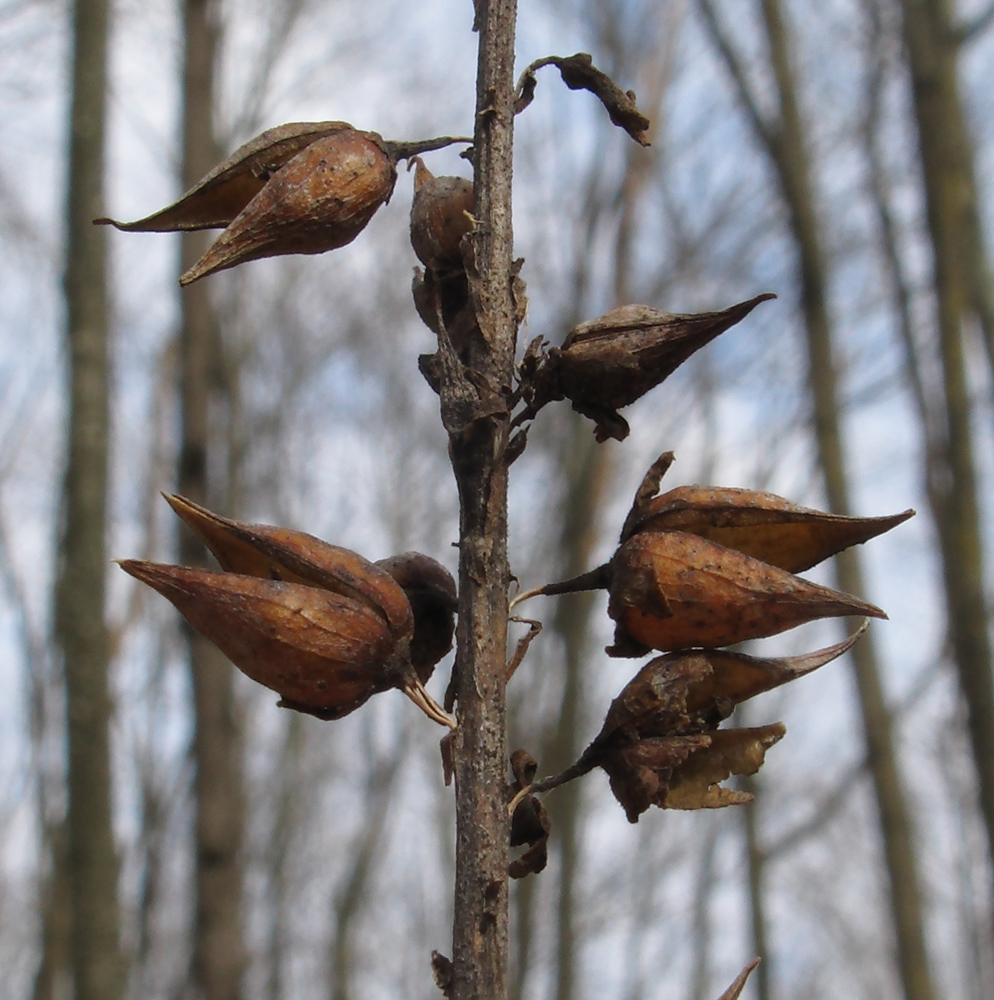 Image of Digitalis schischkinii specimen.