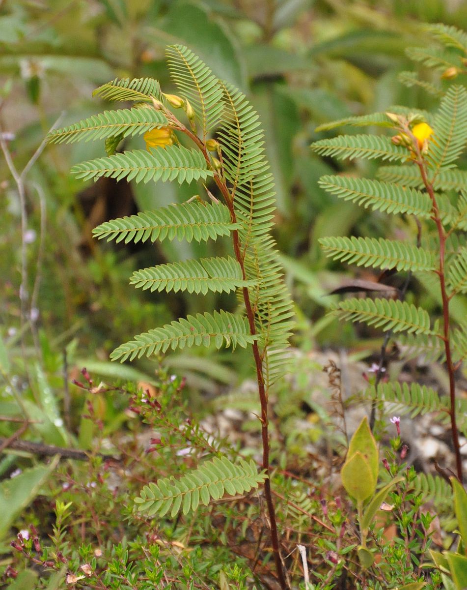 Image of genus Chamaecrista specimen.