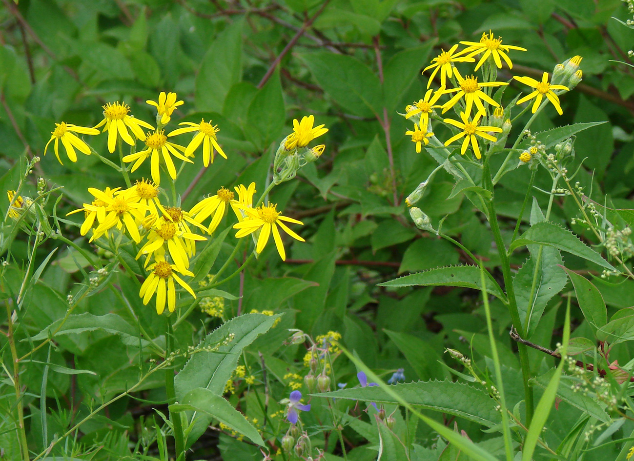 Изображение особи Senecio nemorensis.