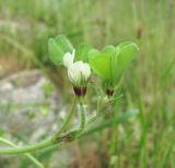 Image of taxon representative. Author is Геннадий Окатов